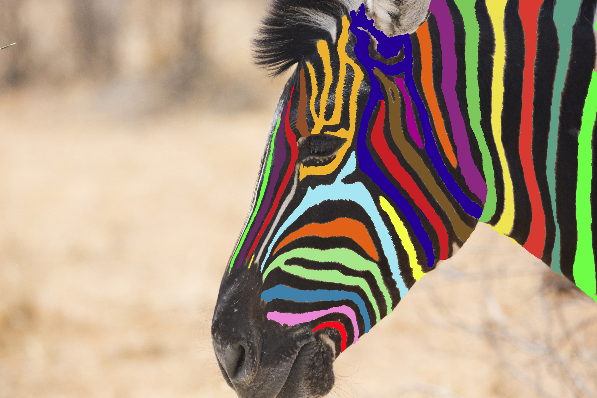 Seeing a colorful zebra is like expecting the unexpected.