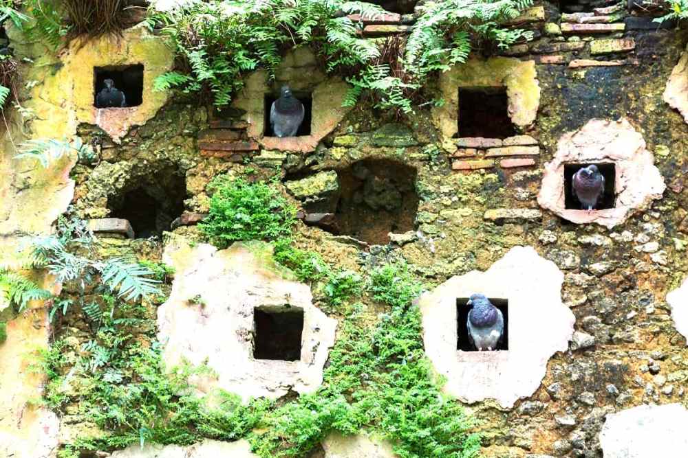 Pigeonholes in a stone wall with greenery.