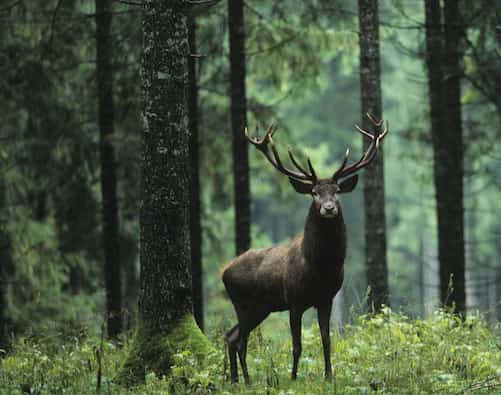 Seeing from a heavenly perspective for simplifying a spiritual dream. Photo of a stag in a forest.